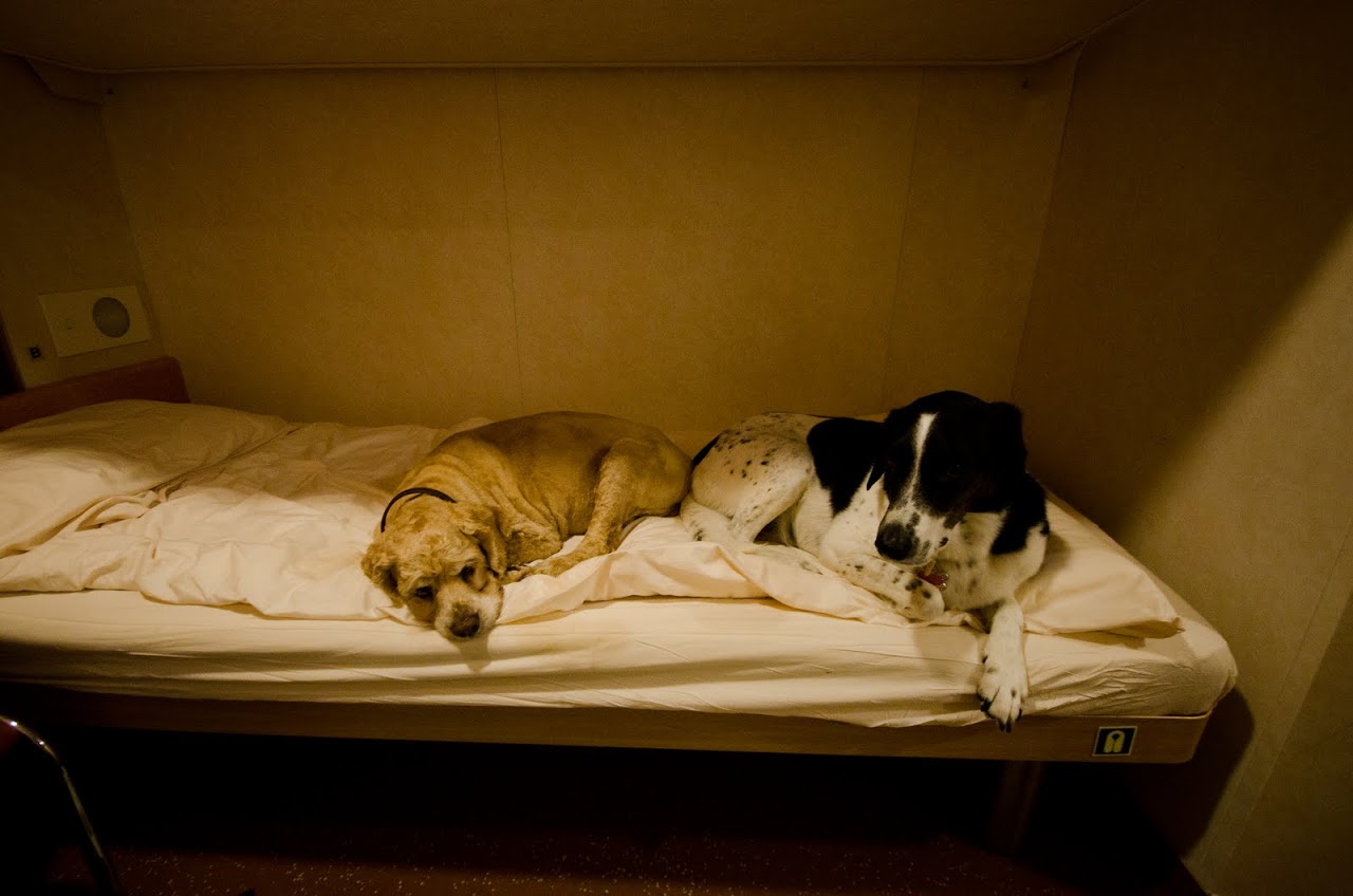 Brittany ferries dogs on shops board