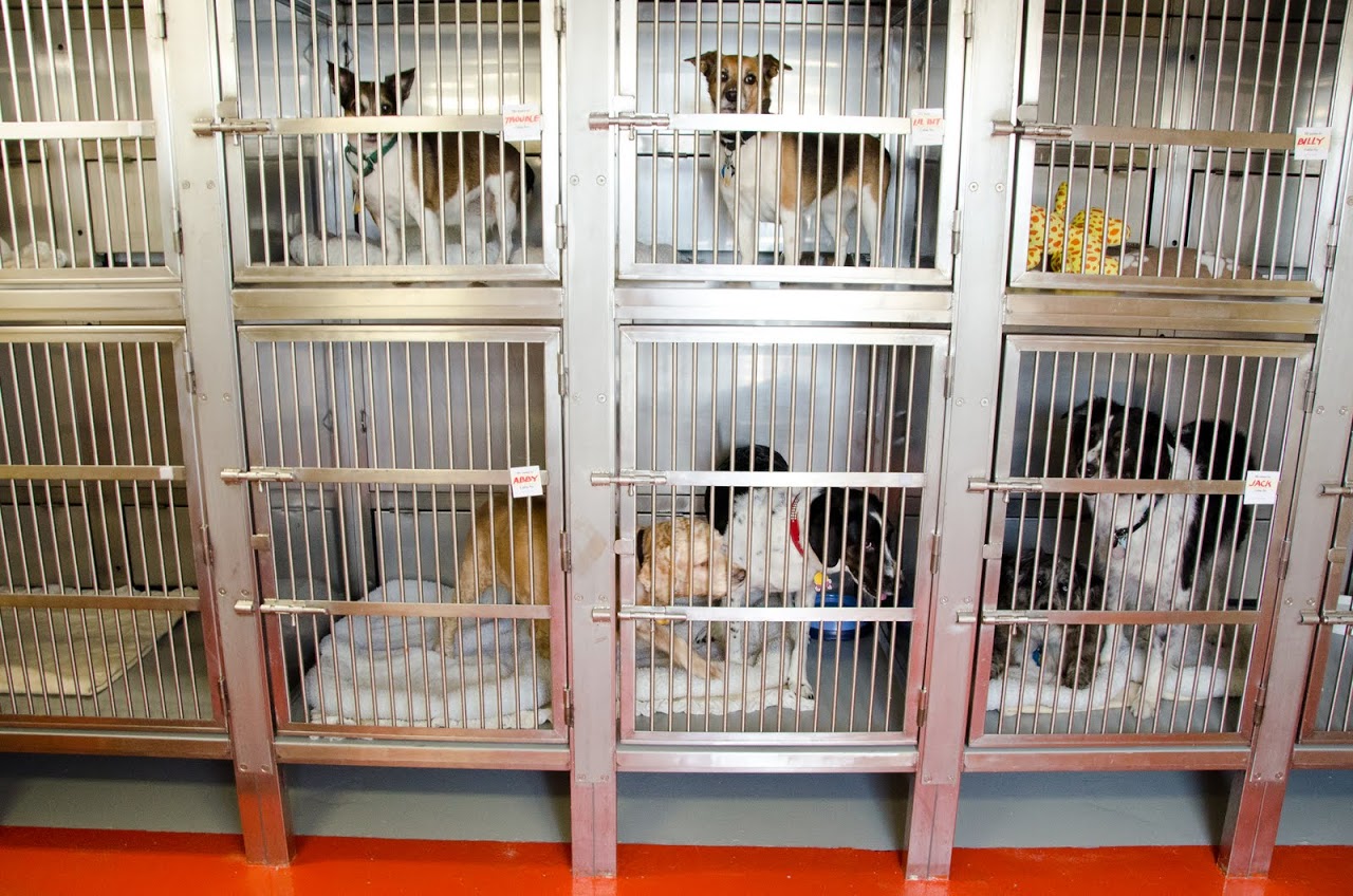 All the dogs in their kennels