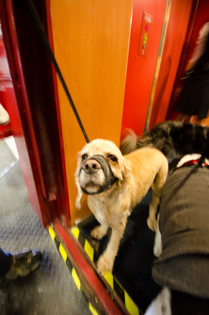 Brittany ferries dog clearance muzzle