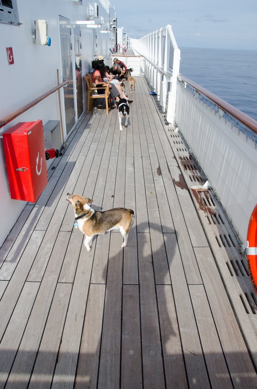 QM2 deck with dogs