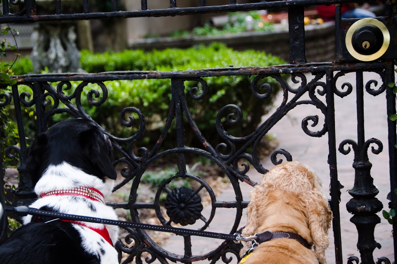 Dogs staring at Savannah gate