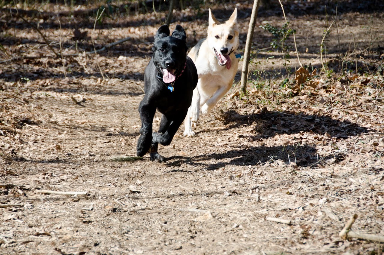Dogs running at Herbert Taylor