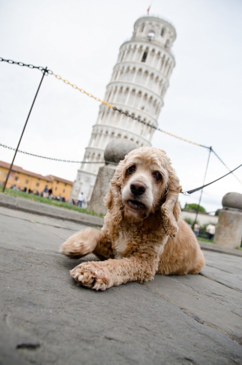 Chewy at the Leaning Tower of Pisa