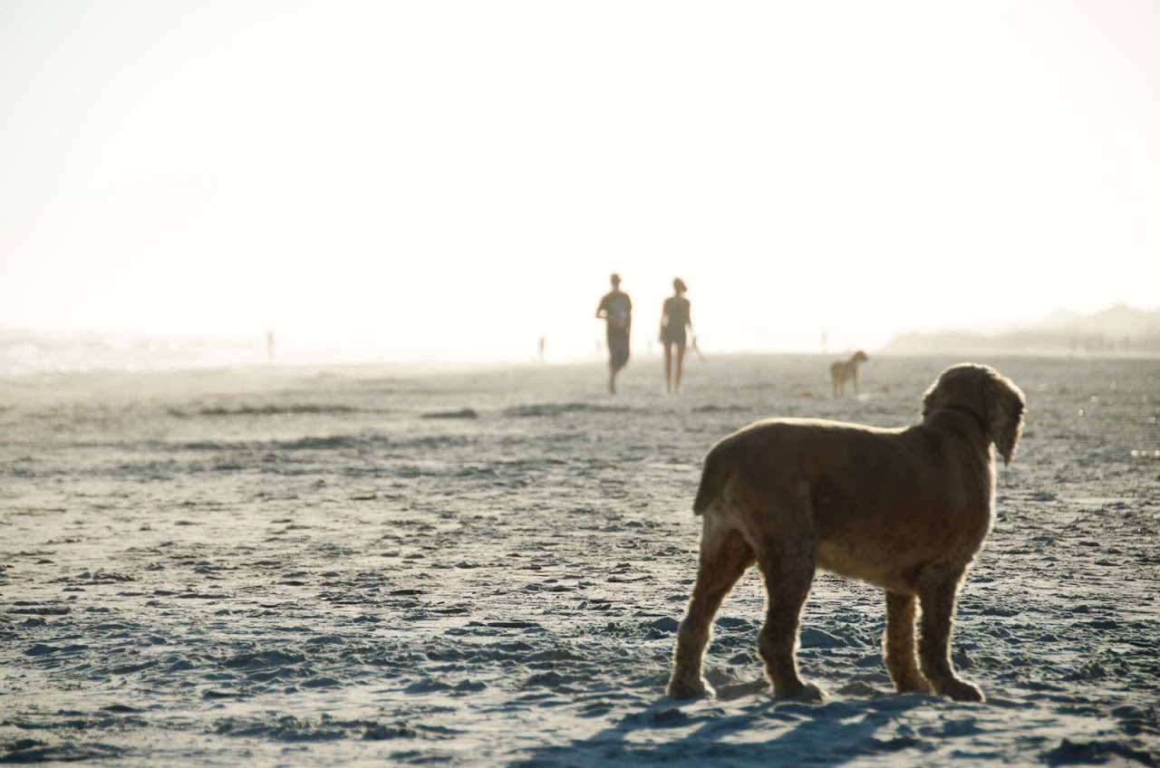 does hilton head beach allow dogs