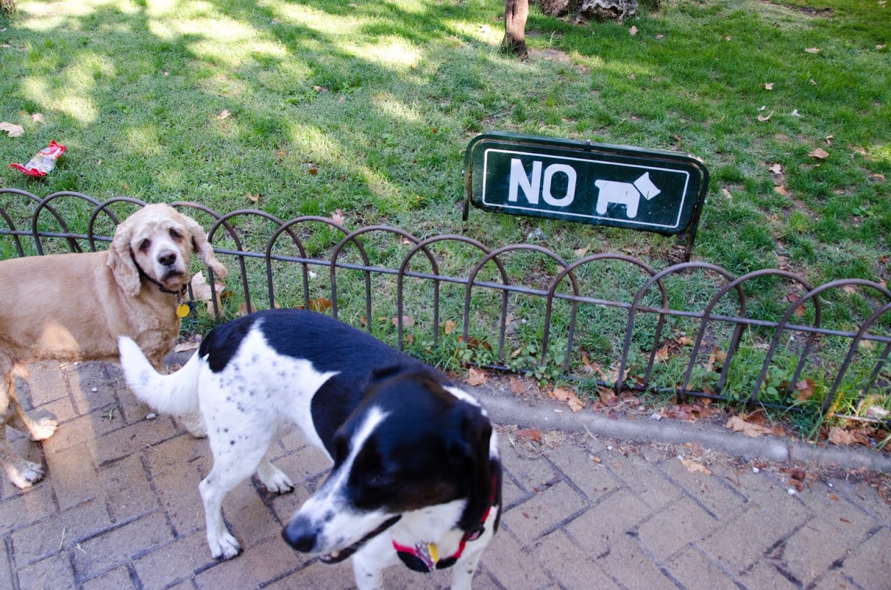Chewy and Abby with No Dogs sign