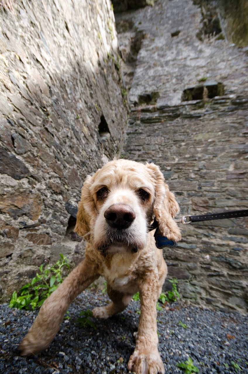 Chewy at Restormel Castle
