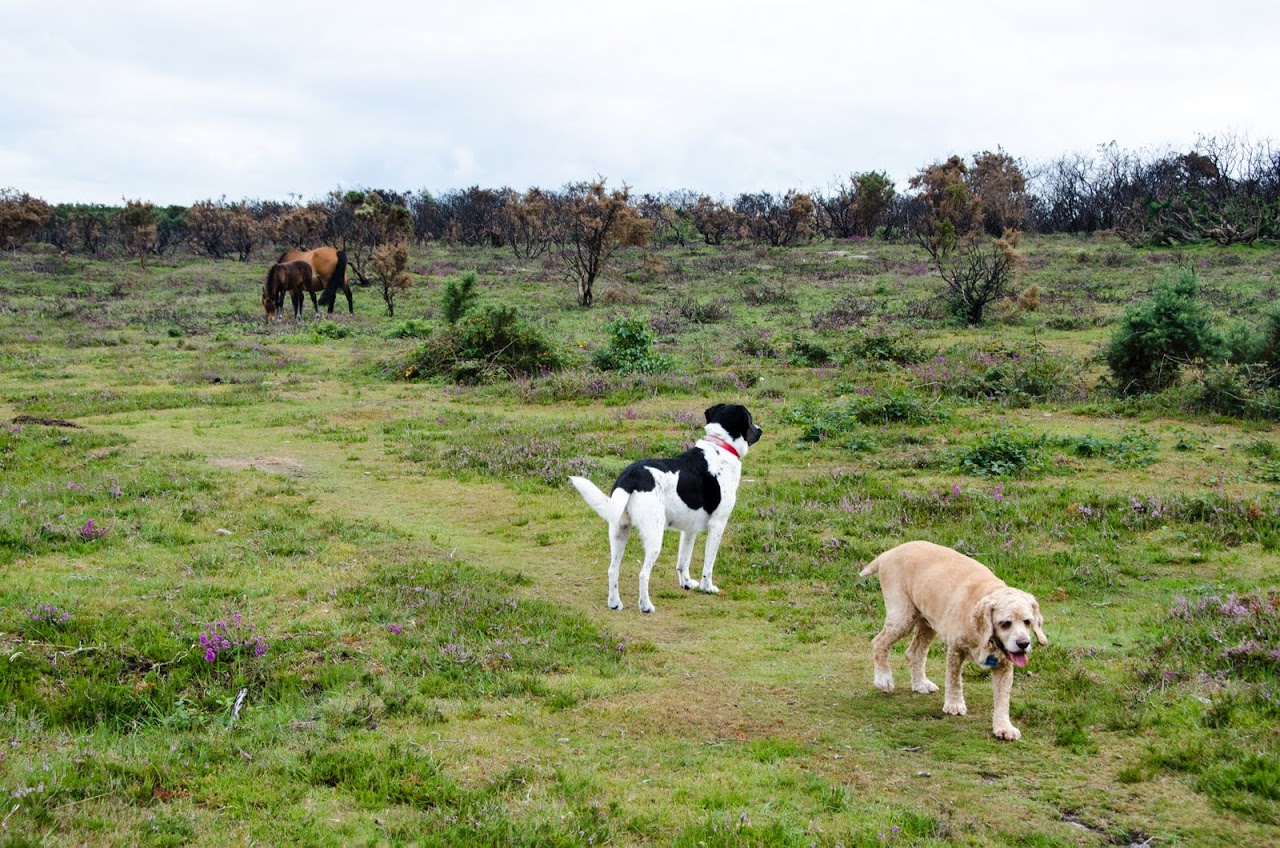 New Forest dogs