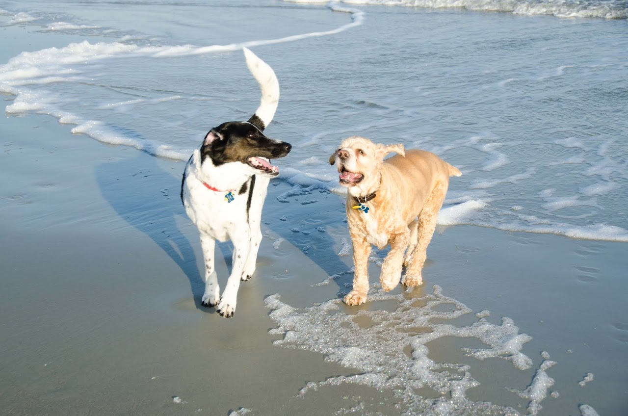 Chewy and Abby on the beach