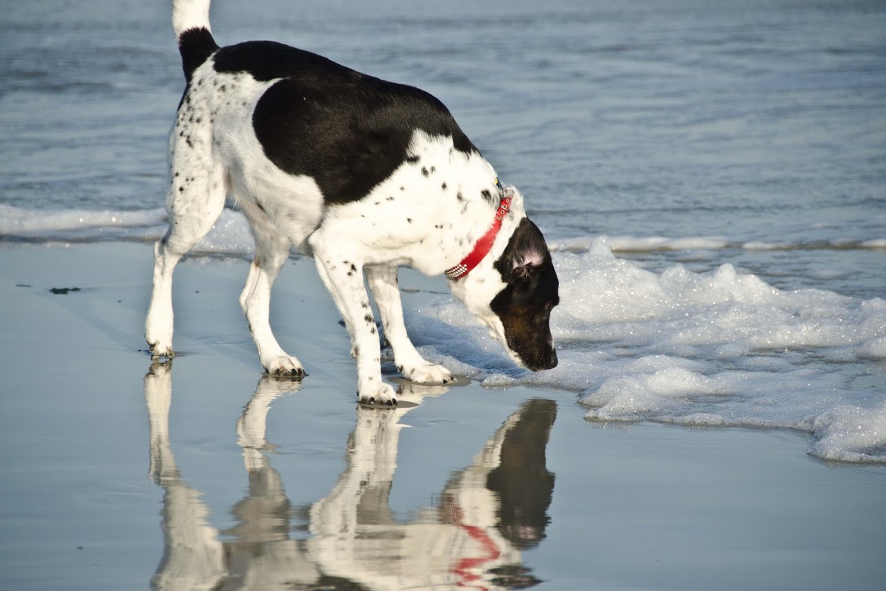 does hilton head beach allow dogs