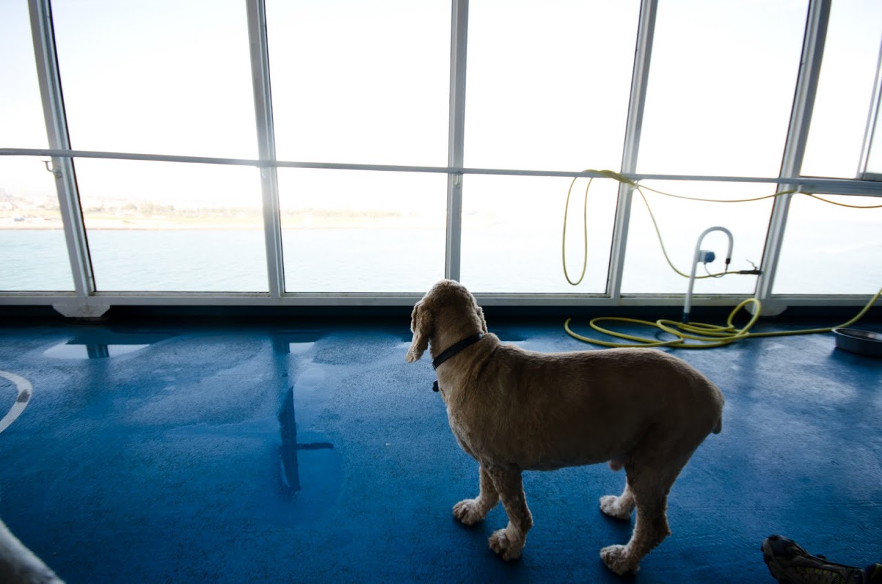 Brittany 2024 ferries dogs