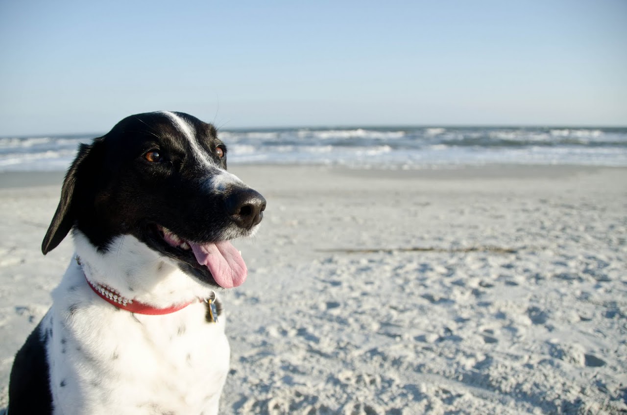 does hilton head beach allow dogs