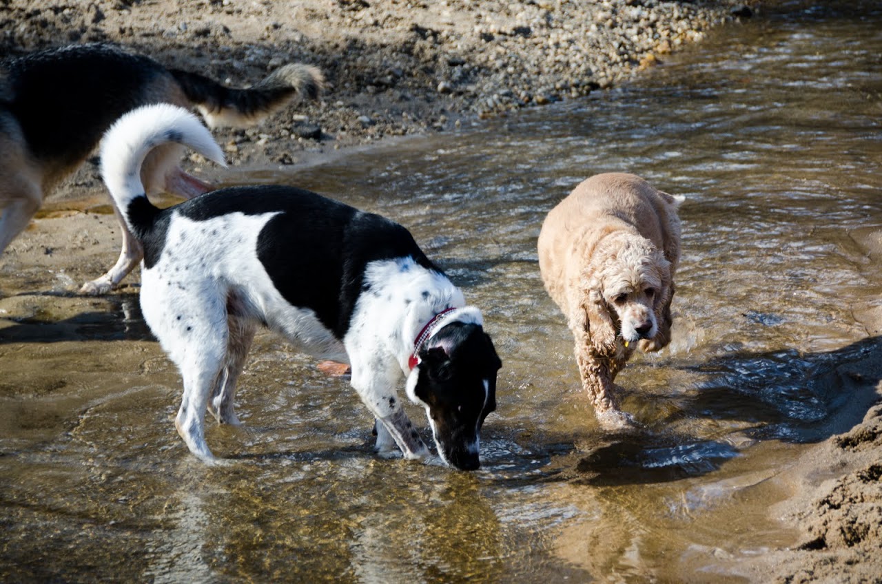Dogs at Herbert Taylor Park beach