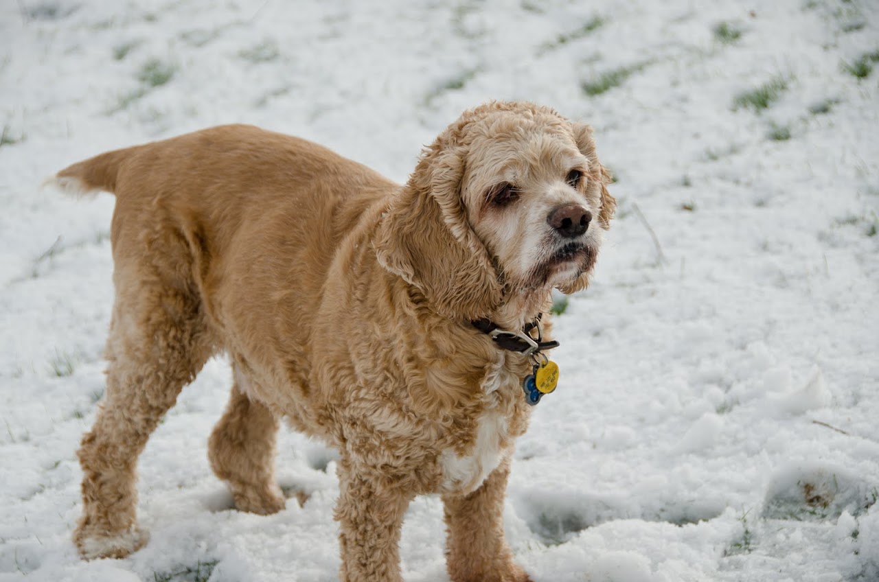 Chewy in the snow