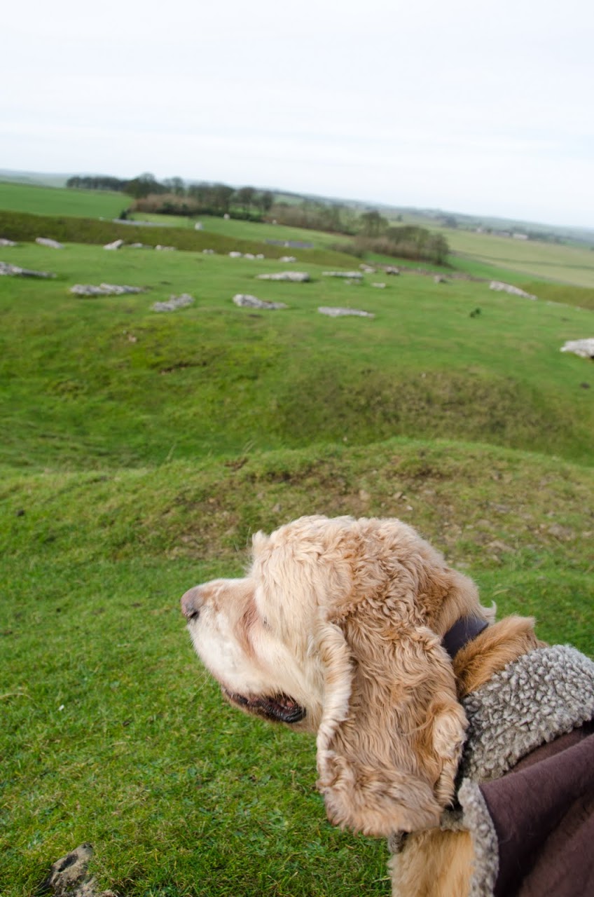 Chewy at Arbor Low