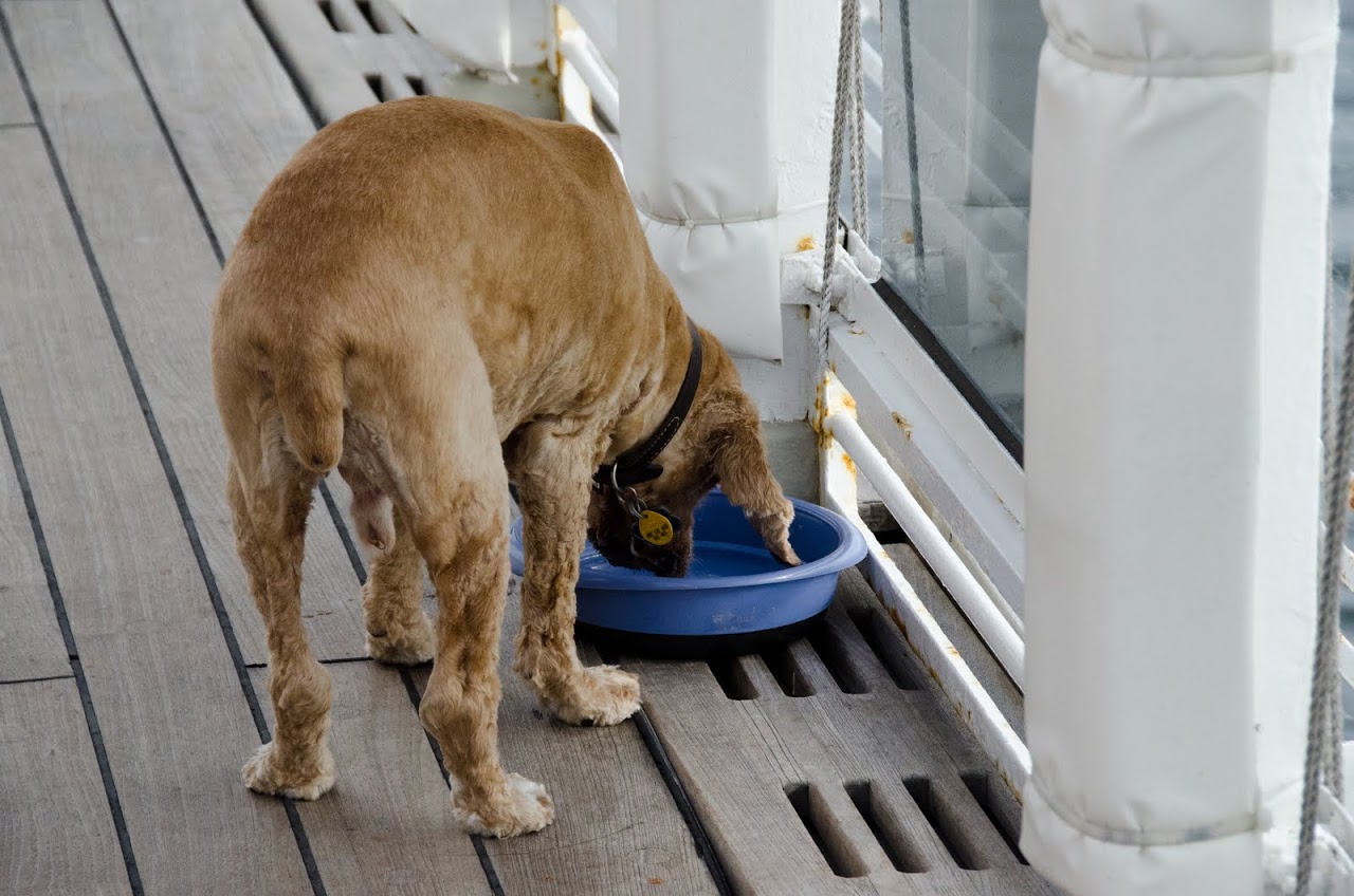 Chewy drinking water on board