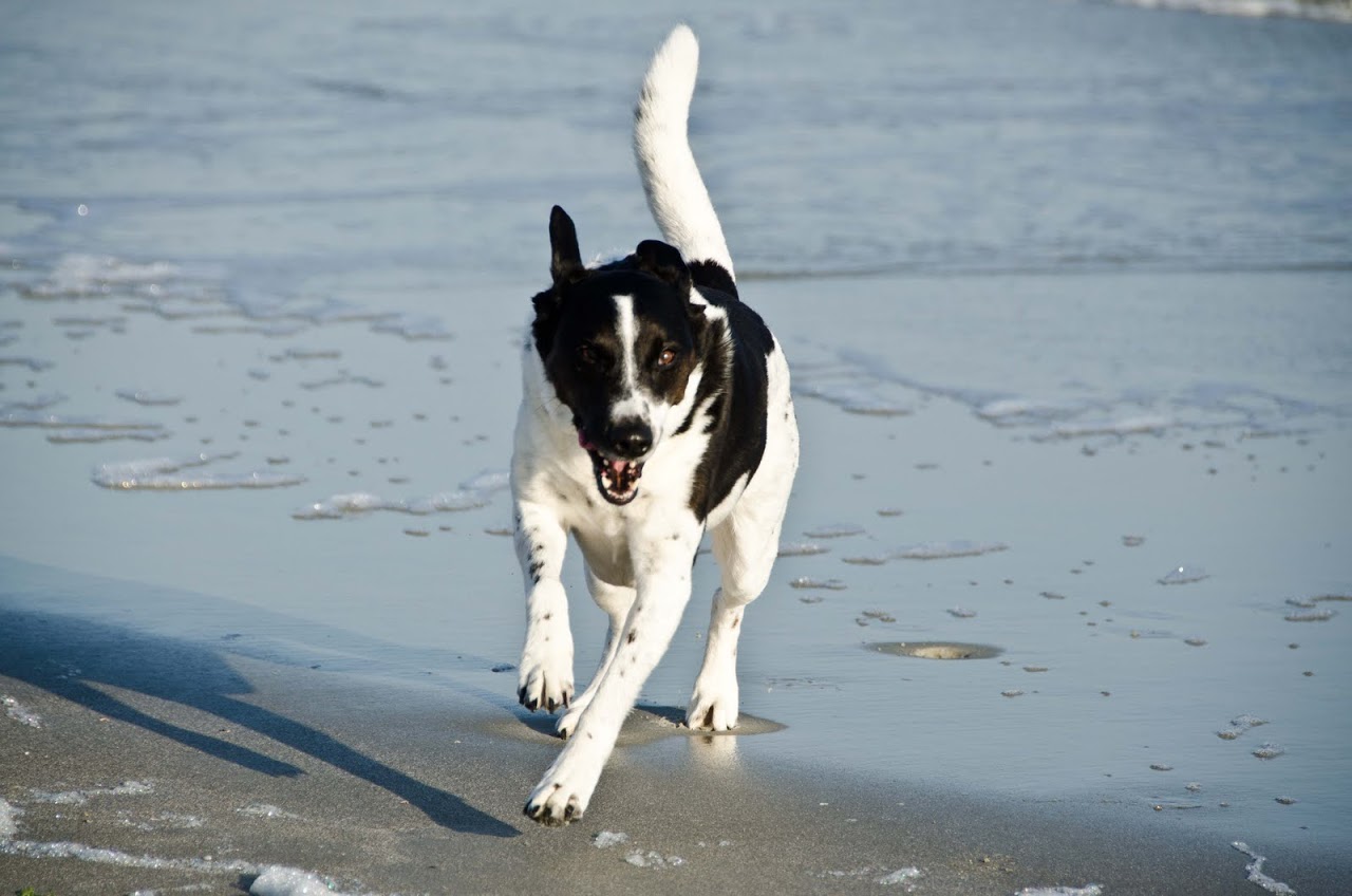 Abby running on the beach
